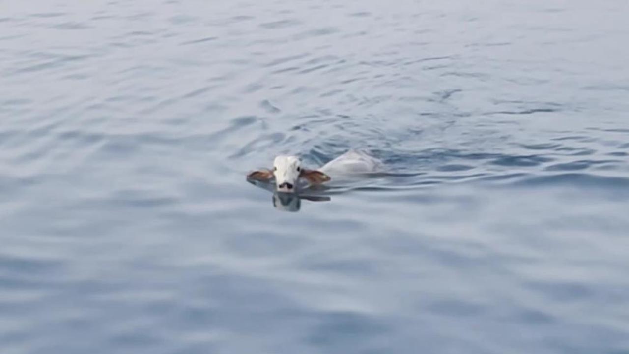 Gemiden düşen angus yüzerek kaçmaya çalıştı! O anlar kamerada