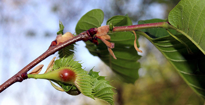 Gemilerle gelen gal arıları 20 bin ağacı kuruttu