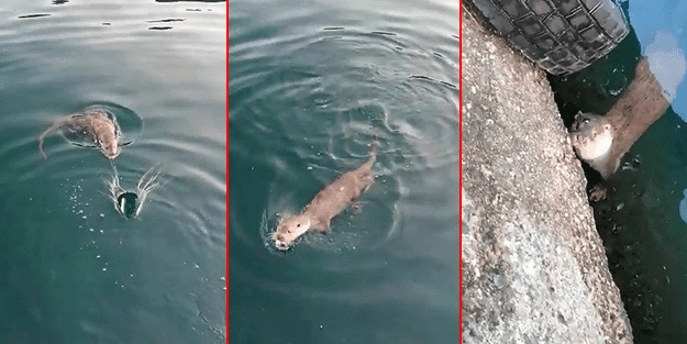 Gemlik'te su samuru görüldü