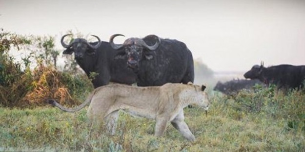 Genç aslanlar hatalarının bedelini ağır ödedi