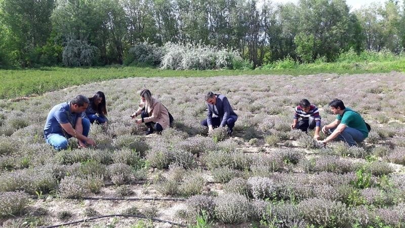 Genç çiftçi, doğal olarak Nane, Kekik ve Portakal yağı üretmeye başladı 