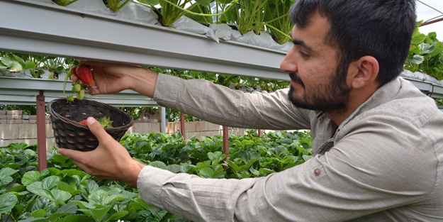 Genç çiftçi kurduğu serada topraksız çilek yetiştiriyor