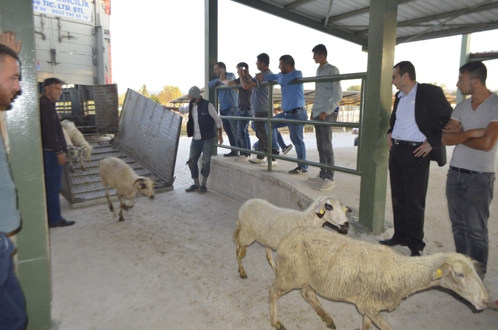Genç çiftçilere 250 koyun hibe edildi 
