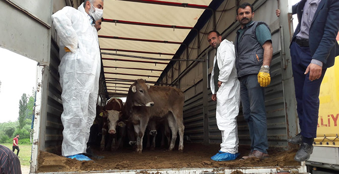 Genç çiftçilere büyükbaş hayvan desteği