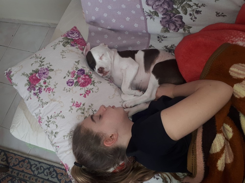 Genç kız, arabayla köpeğine çarpıp kaçan şahsın yakalanmasını istiyor 