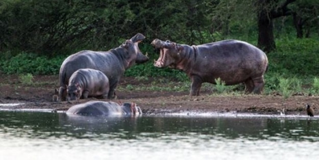 Genç su aygırının zor anları - FOTO