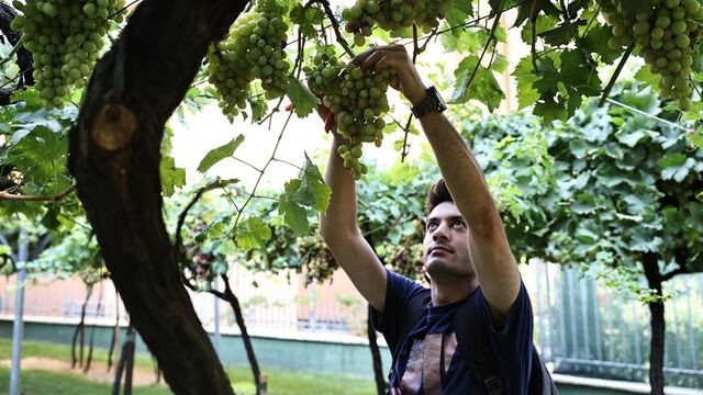 Gençlerin daldan üzüm toplama mutluluğu