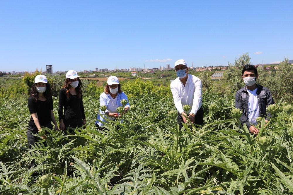 Genel Başkan Köse ile Başkan Tarhan tarlada enginar topladı 