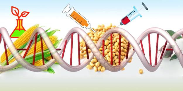Genetiği değiştirilmiş ürünlerin hayvan yemlerinde kullanımı onaylandı