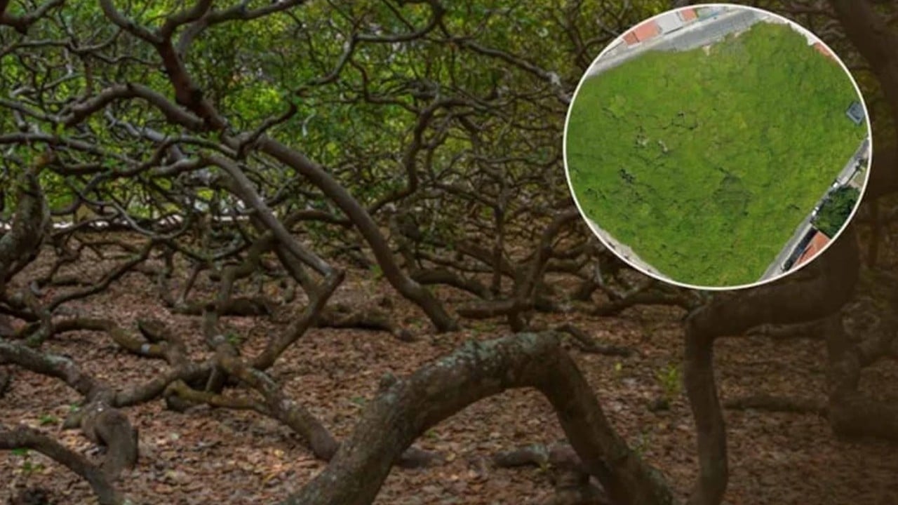  Genetik bir hata sonucu: Tüm mahalle saldırıya uğradı, paramparça etti! Adeta bir canavar