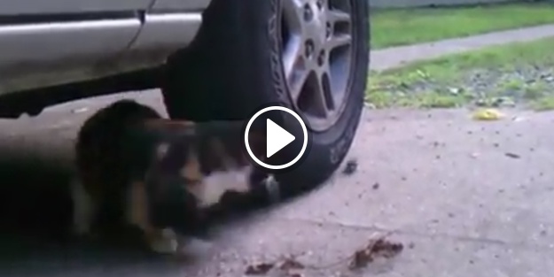 Gerçek hayatta Tom ve Jerry