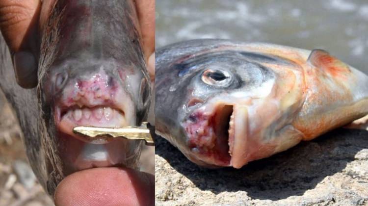 Gerçek ortaya çıktı! 'Pirana' değil...