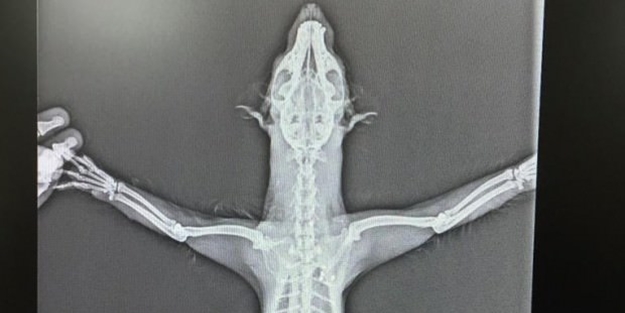 Röntgen filmiyle gerçek ortaya çıktı!