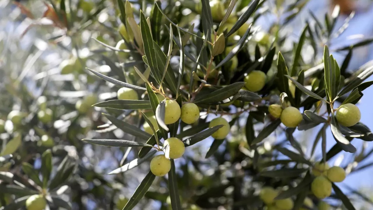Gerçek ve sahte zeytinyağını ayırt etmenin yolları