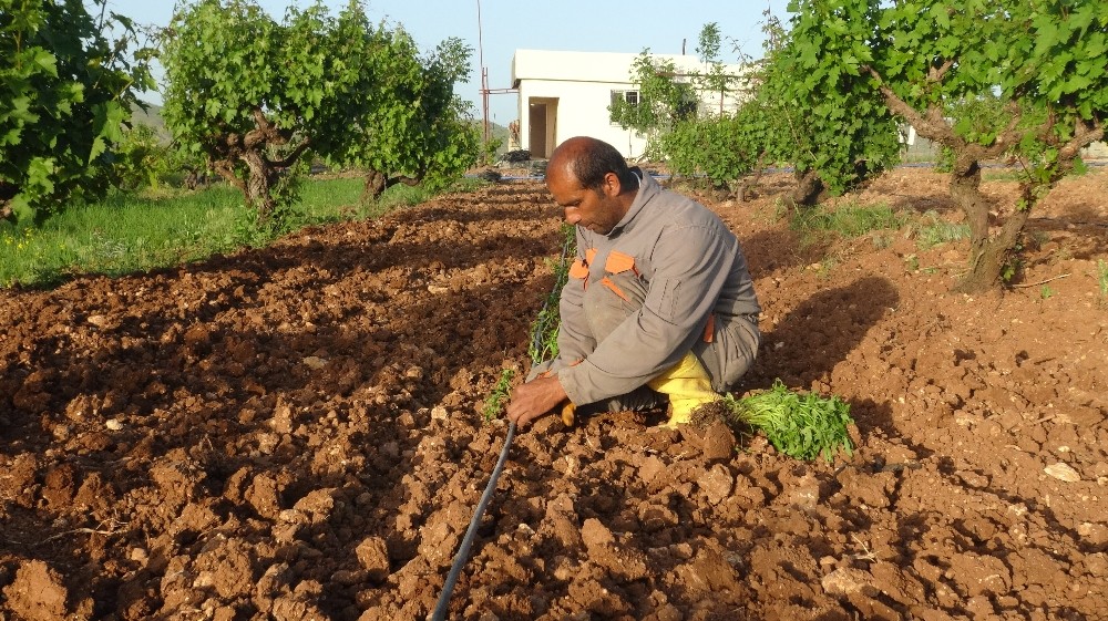 Gercüşlü çiftçiler korona virüse rağmen üretime devam ediyor 