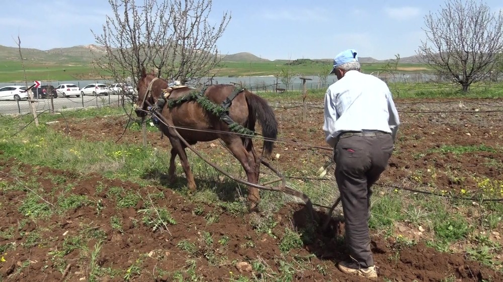 Gercüş’te at ile çift sürme geleneği devam ediyor 