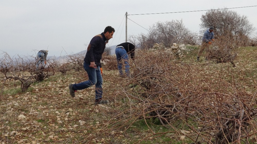 Gercüş’te bağ budama dönemi başladı 