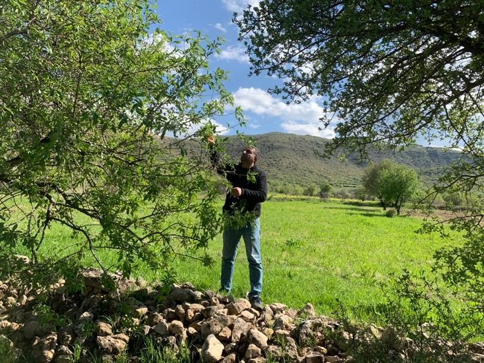 Gercüş’te çağla hasadı başladı 