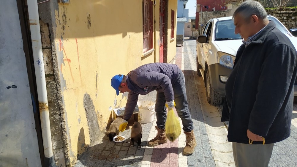 Gercüş’te sokak hayvanları için mama ve su bırakıldı 