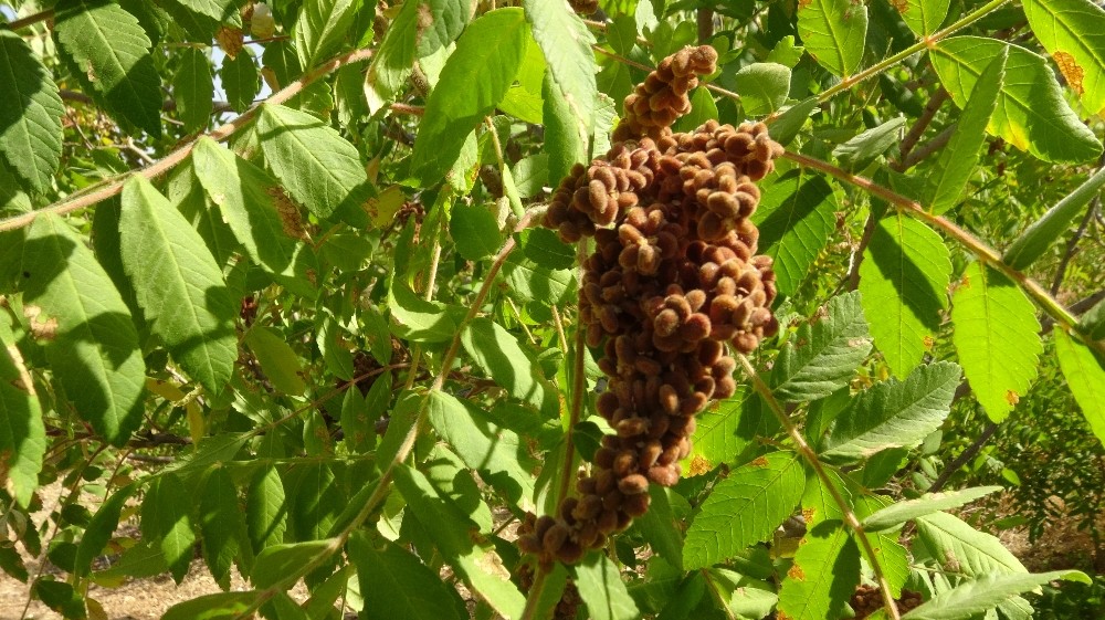 Gercüş’te sumak hasadı başladı 