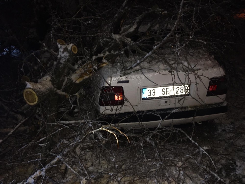 Gercüş’te yüz yıllık ağaç otomobilin üzerine devrildi 