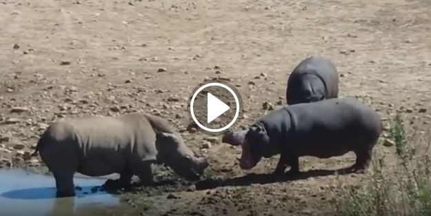 Gergedan ve Su Aygırı'nın ölümcül kavgası
