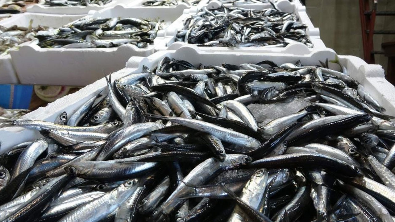 Geri sayım başladı! Bakın bu sezon hangi balıklarda bolluk yaşanacak