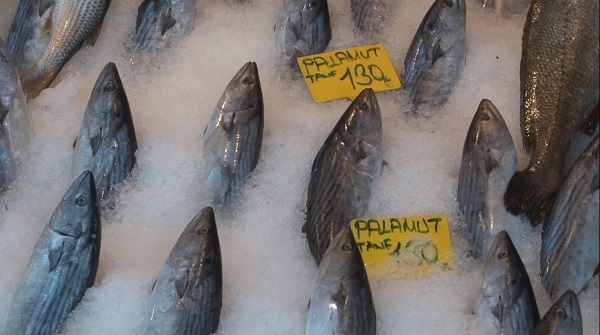 Eylül ayında hangi balık yenir?