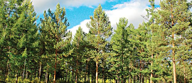 Geri dönüşüm, 15 milyon çamı kurtardı