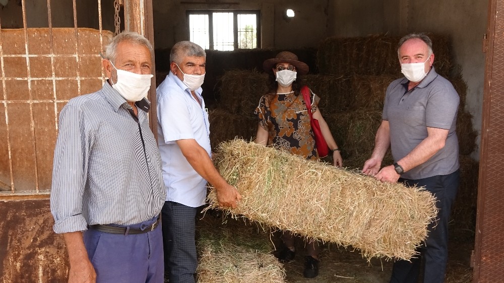 Germencik Belediyesi’nden üreticilere yonca desteği 