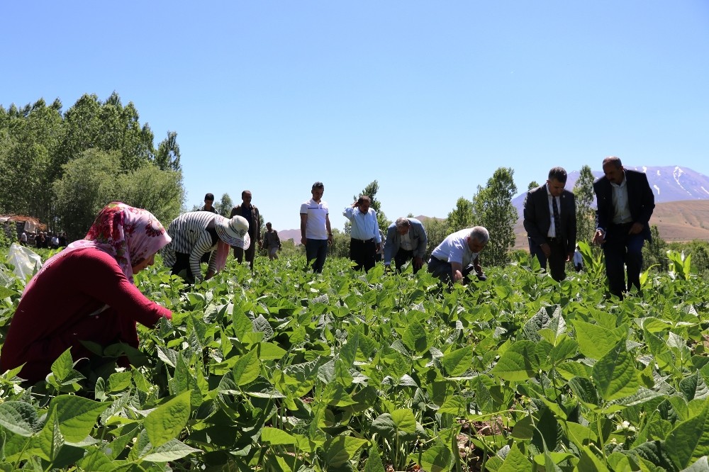 Gevaş fasulyesinin ilk hasadı yapıldı 