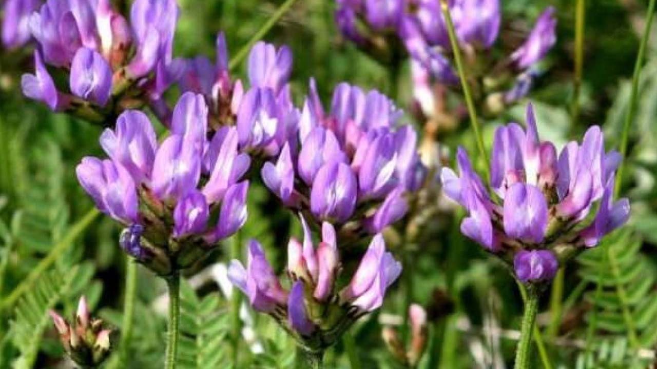 Geven otu nedir? Geven otu faydaları: Bunu yapın güzel olsun!