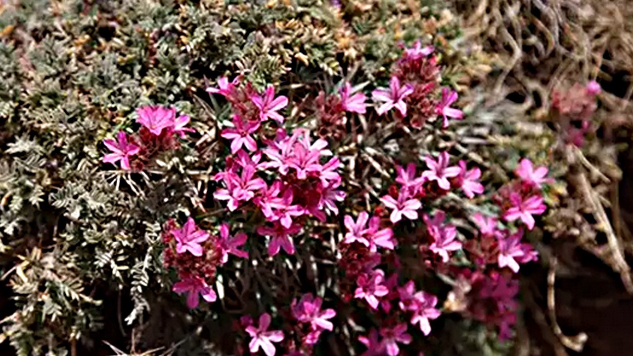 Geven otu nedir? Geven otu: Kanser hastalarına şifa kaynağı