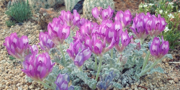 Geven otu yaşlanmayı durduruyor