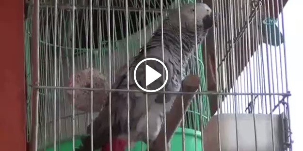 Geveze papağan herkesin ilgi odağı oldu!