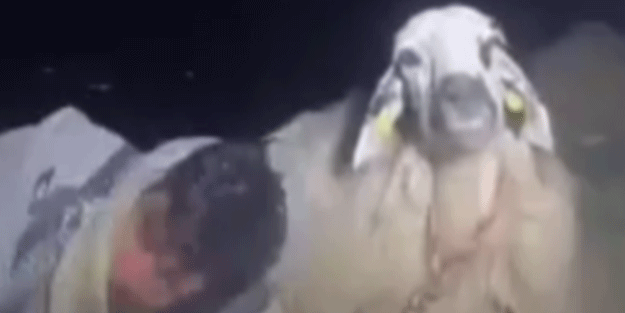 Geviş getiren koyunu saatlerce izlediler! Sayıyı görenler şok oldu