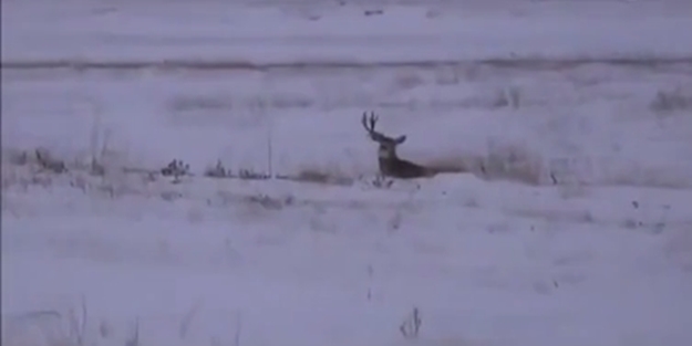 Geyiğin boynuz değişimini görmüş müydünüz?