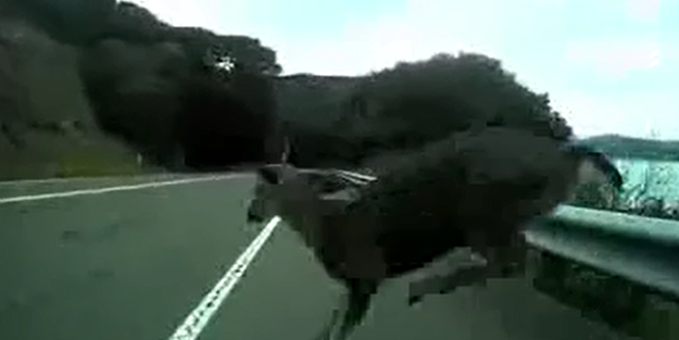 Geyik bisiklet sürücüsü ile çarpıştı/ VİDEO