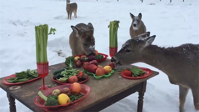 Geyikler için hazırlanan ilginç kahvaltı masası