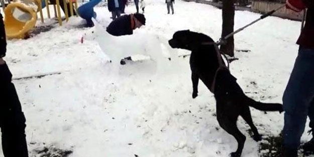 Gezdirilen köpek, kardan köpeğe saldırdı