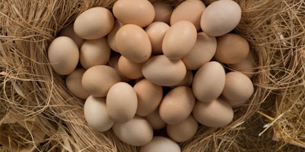Gezen tavuk yumurtaları hakkında dikkatli olmak gerekiyor