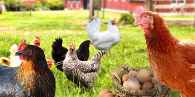 'Gezen tavuktan vazgeçilmemeli'