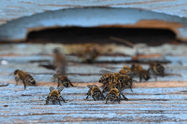 Gezgin arıcılar bu sezon umduğunu bulamadı