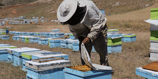 'Gezgin arıcı'yı hiç duydunuz mu? Bakın bal için neler yapıyor