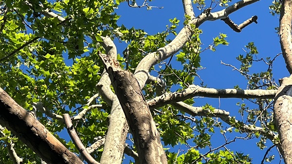 Gezi Parkı'nda akıl almaz olay!