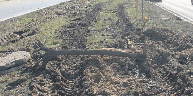 Gezi zekalılar buna da sessiz! CHP'den bir ağaç katliamı daha