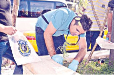 Gezi Parkı yakınında saksıya hint keneviri ekmişler