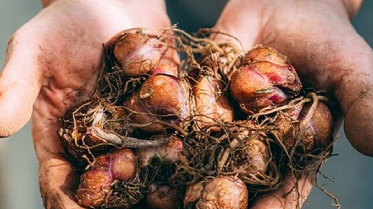 Gıda uzmanı herkes aynı büyük bir hatayı yapıyor açıkladı: Asla buzdolabında saklamayın