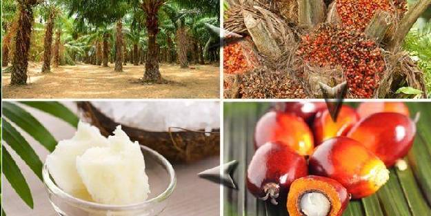 Gıdalarda bazı yağlar kanseri tetikleyebiliyor