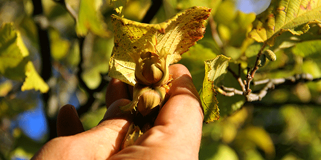 Giden gidene! Burada fındık tamamen ücretsiz